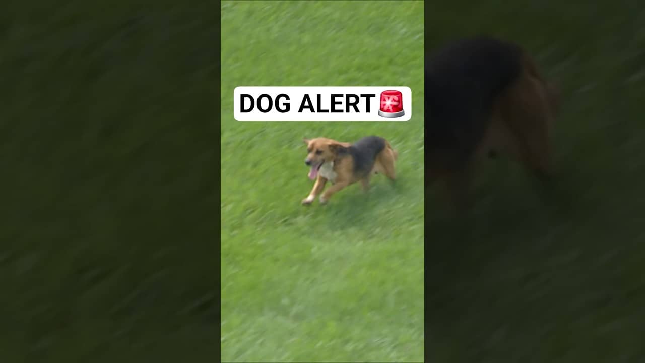 GOT THAT DAWG IN the infield 🐶