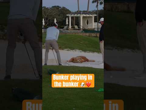 Chief Companion Officer ❤️🐶