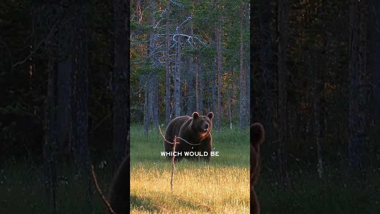 Bears are everywhere in New Jersey