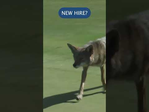 New Hire? #jmeagle #lpga #coyote