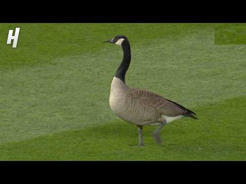 Michael Busch Almost Hit A Goose On Wrigley Field 😱🪿