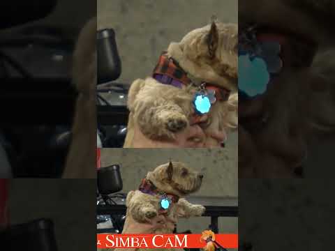 Simba Cam hits Baltimore! 🐶