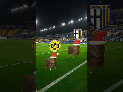 Celebrating with Friends #BVB #cats #meme