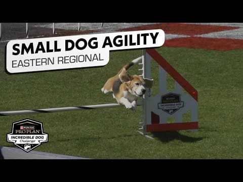 Incredible Dog Challenge 2026: Small Dog Agility Competition Eastern Regional | NBC Sports