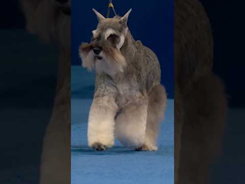 Mini Schnauzer crowned top Terrier! 👑