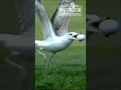 The most famous birdie in TPC Sawgrass history? 🐤