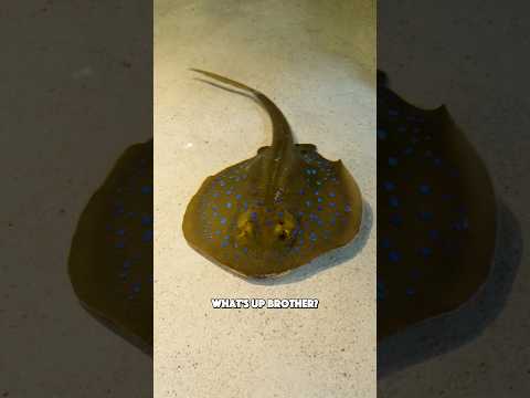 That's a 162 Ray right there 🫡