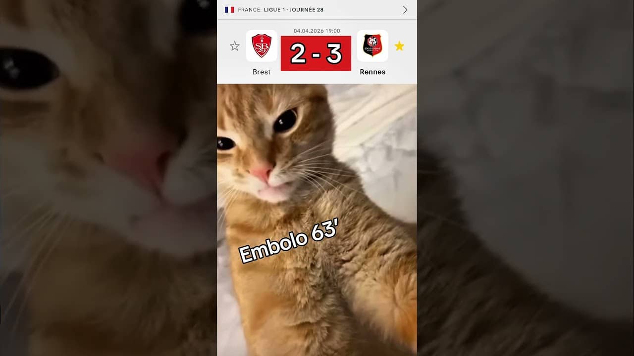Le derby de fou 😭❤️ #catoftheday #srfc #meme #ligue1 #sportstiktok