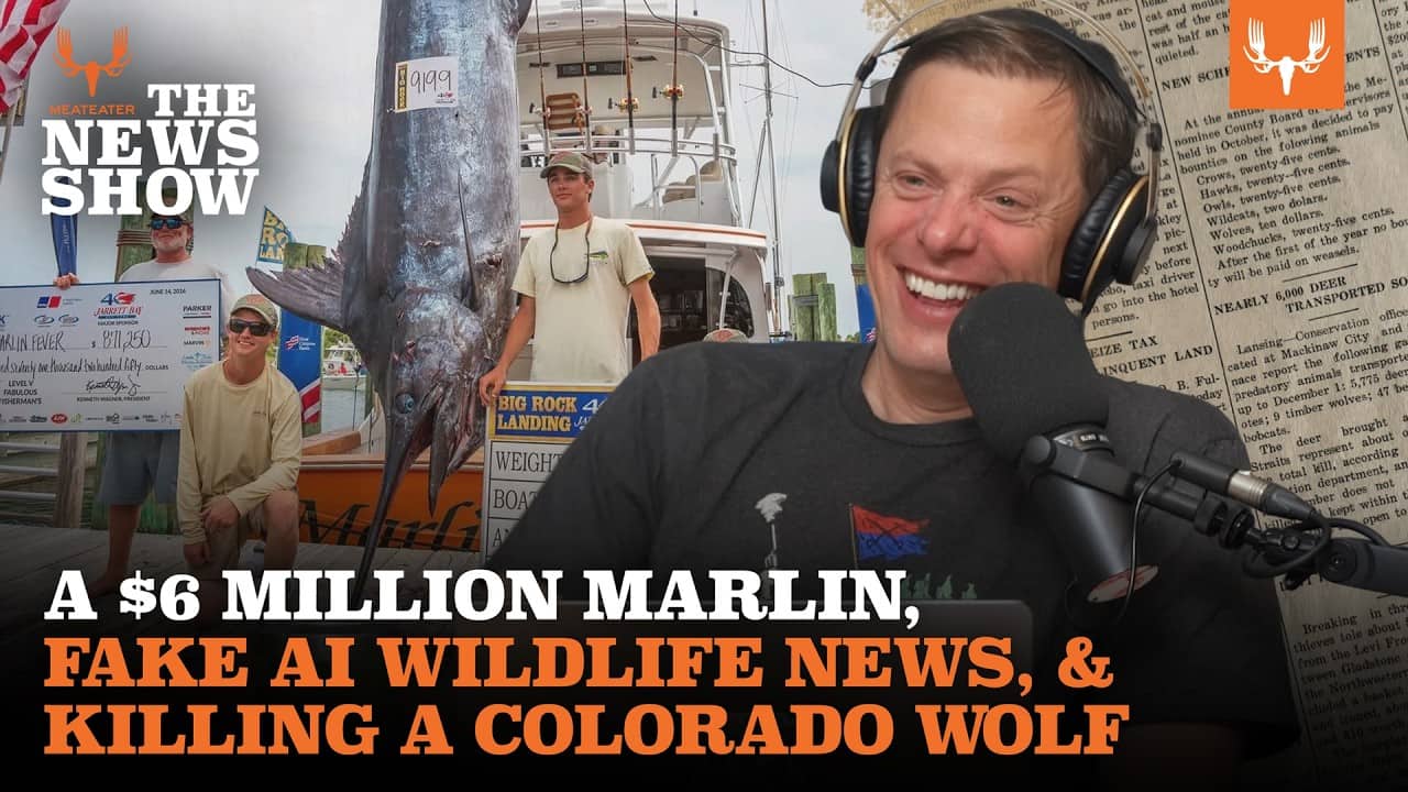 A $6 Million Marlin, Fake AI Wildlife News, and Killing a Colorado Wolf | The News Show Ep. 893