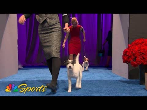 National Dog Show Purina Expert POV – Traveling with pets | NBC Sports