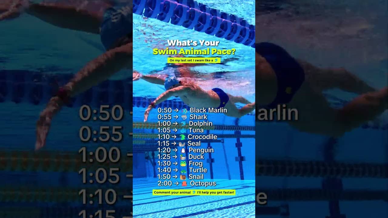 What’s your animal swim pace?