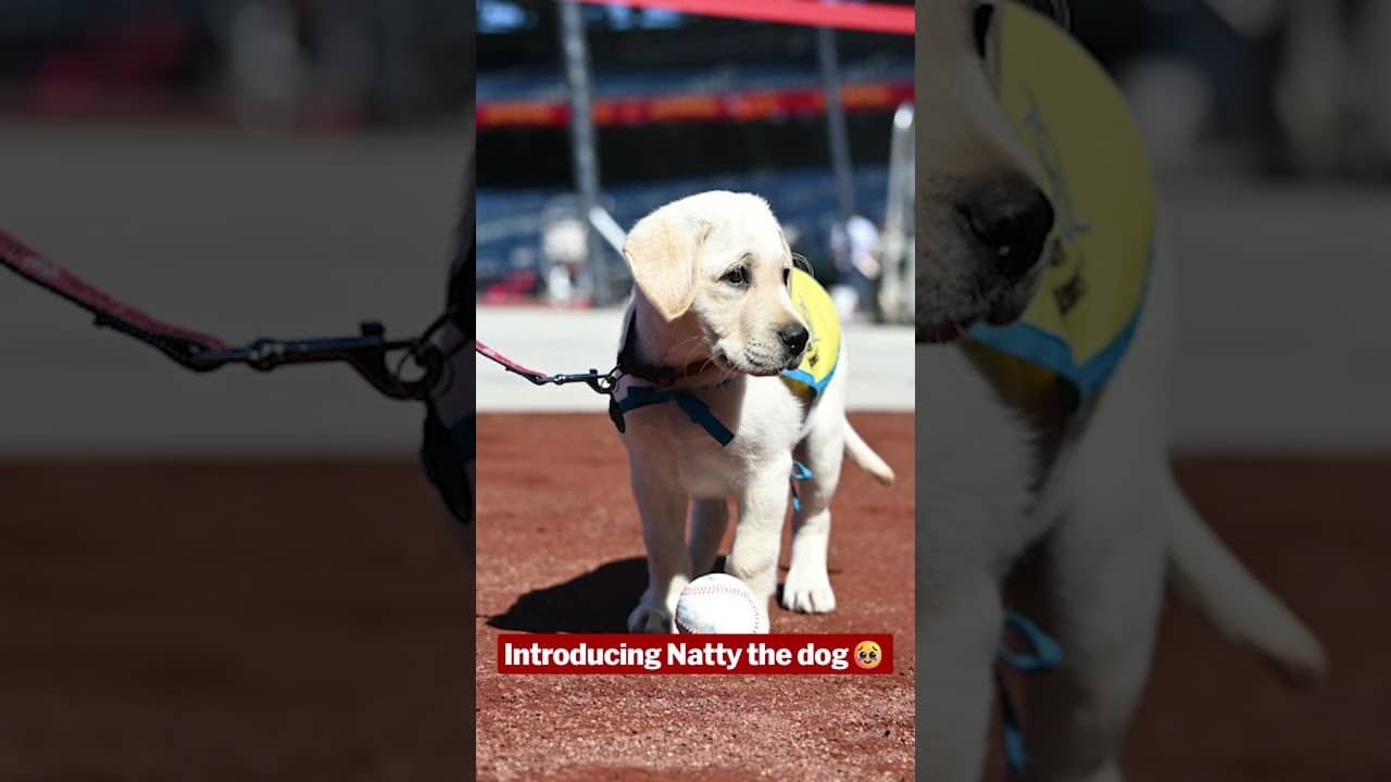 Nationals Introduce their new team dog, Natty 🥹