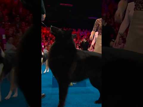 The Herding Group winner is... 🐏