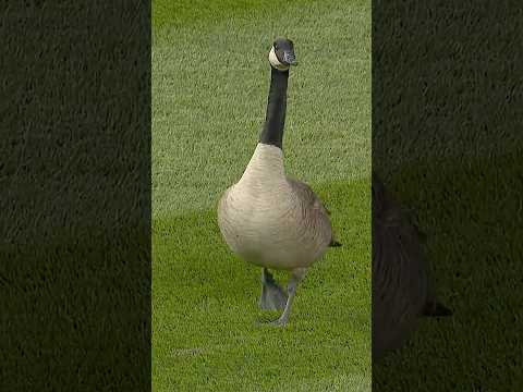 The lights were too bright for the goose 🪿😂