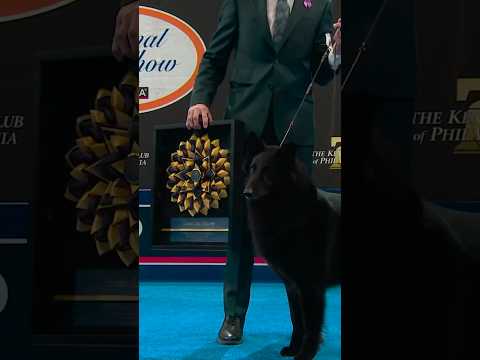 Soleil the Belgian Sheepdog claims Best in Show!🏆🐶