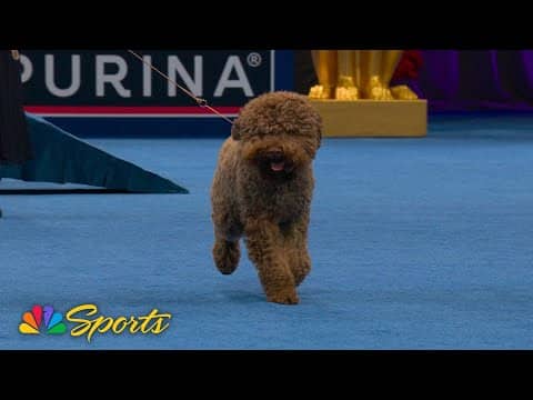 National Dog Show 2025: Sporting Group (Full Judging) | NBC Sports