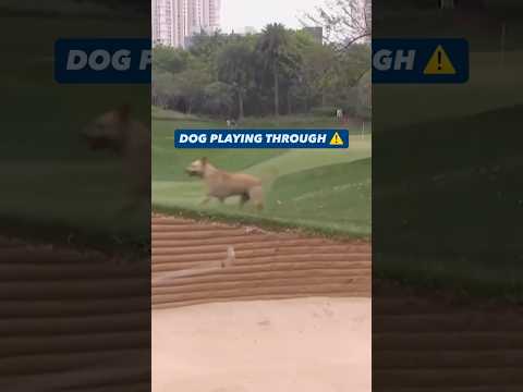 Dog playing through!🐕