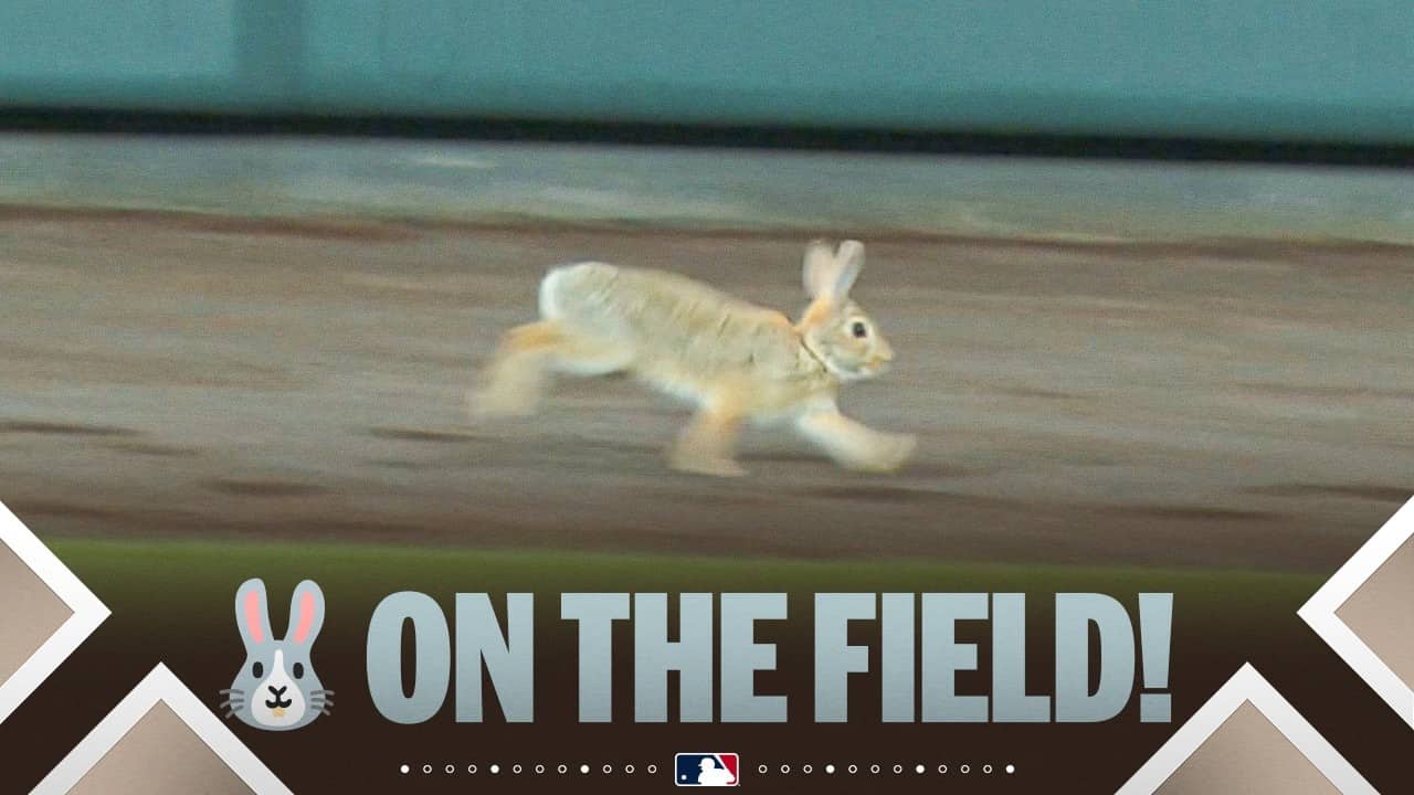 RALLY BUNNY ON THE FIELD! 🐰 | MLB Highlights (Giants vs. Rockies)
