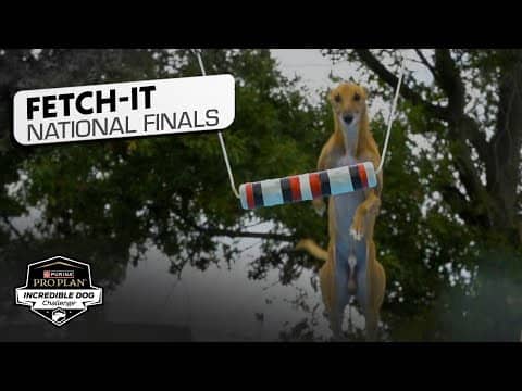 Incredible Dog Challenge 2025: Fetch It National Finals | NBC Sports