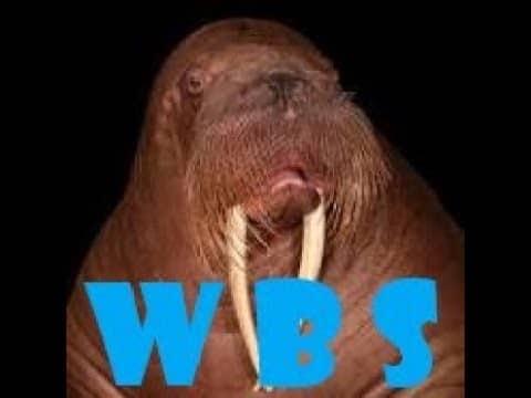 What's Bruin Show - The Walrus Returns... For Good?