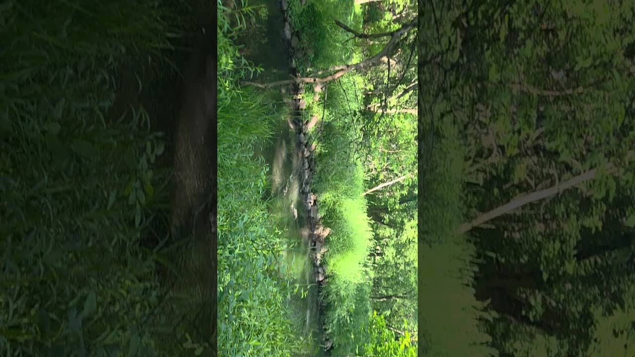 Firefly In The Daytime