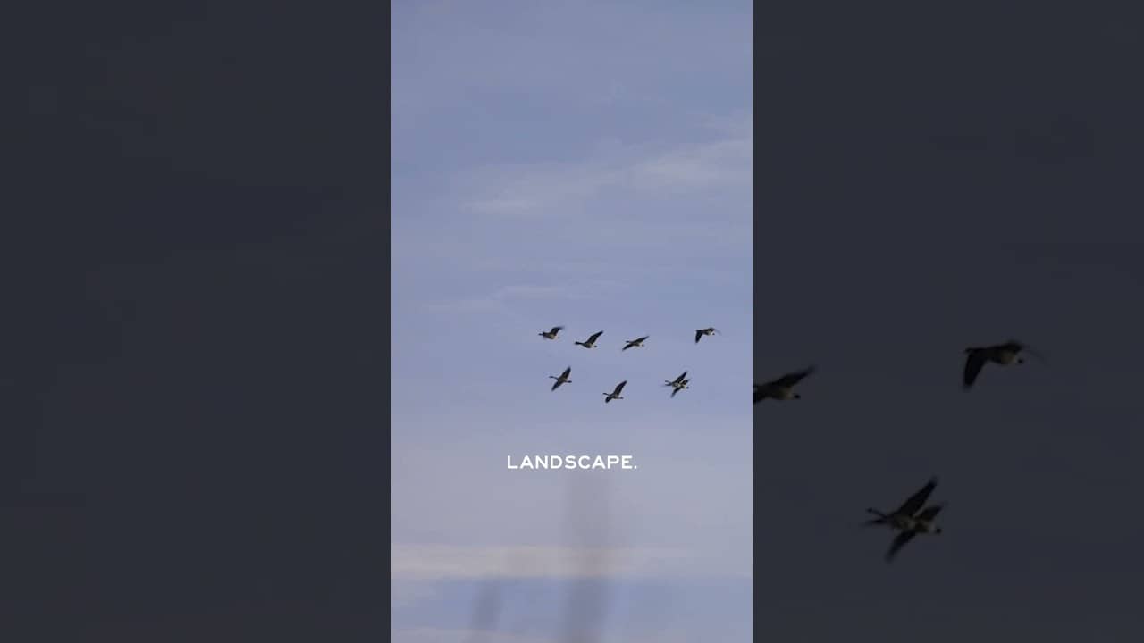A data center could damage a waterfowl hunting area