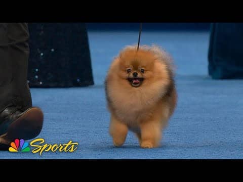 National Dog Show 2025: Toy Group (Full Judging) | NBC Sports
