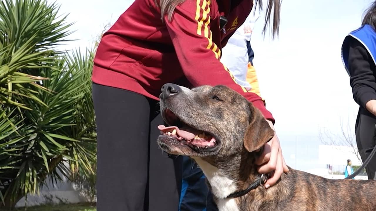 PET DAY 2026