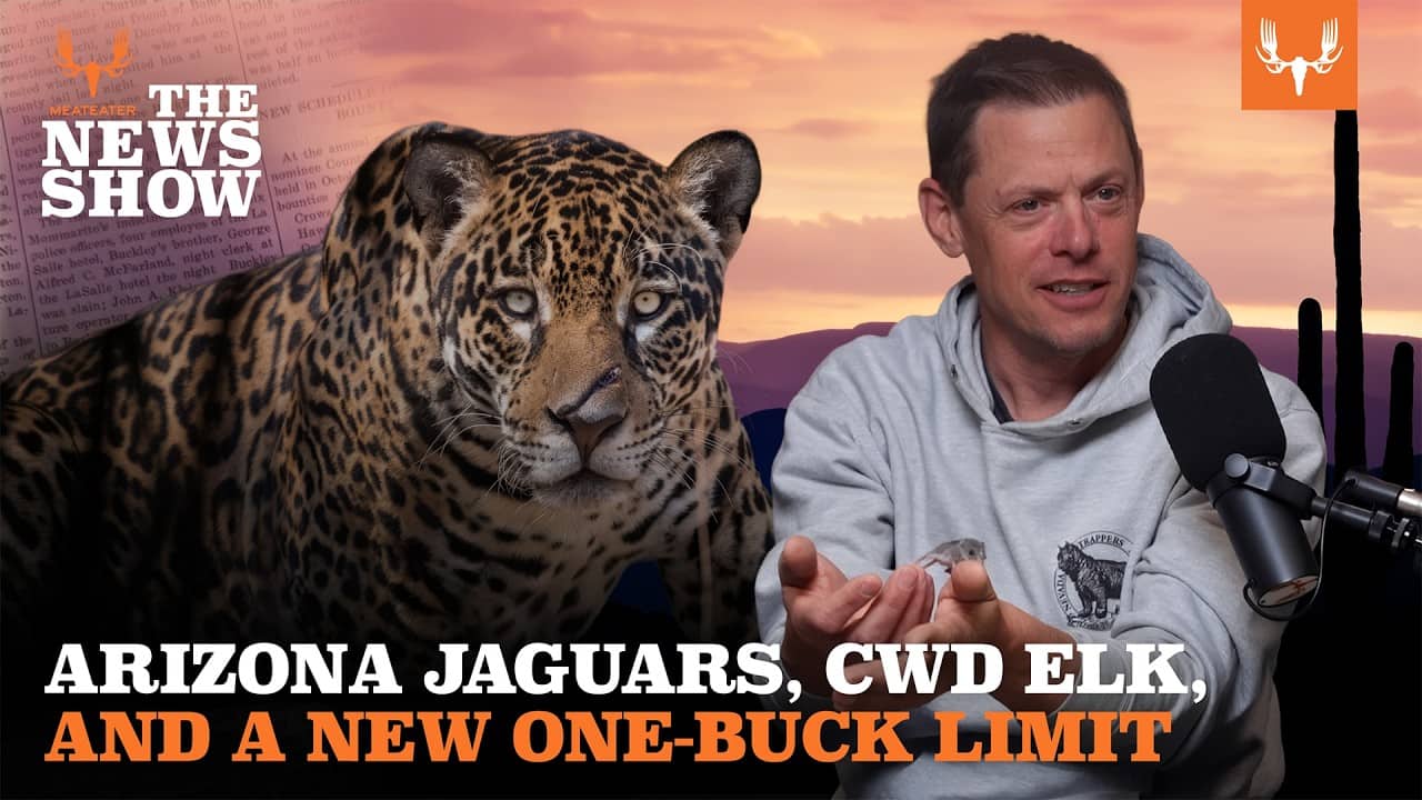 Arizona Jaguars, CWD Elk, and a New One-Buck Limit for Michigan Hunters | The News Show Ep. 879