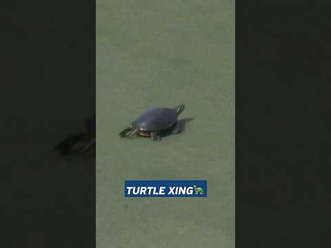 This Turtle Picked the Worst Time to Cross the Green 🐢⛳