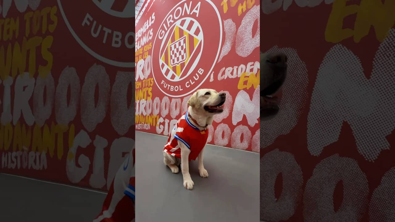 ❤️‍🔥🥰 La Canya ja té la nova samarreta
