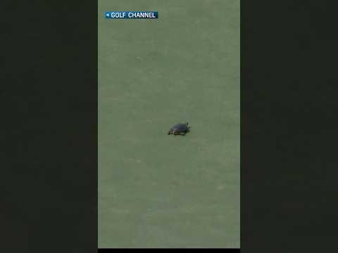 Turtle alert! 🐢⚠️