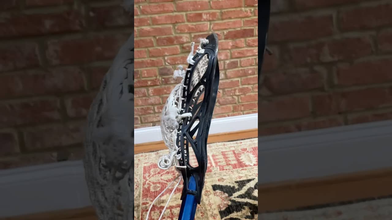Dinosaur spotted