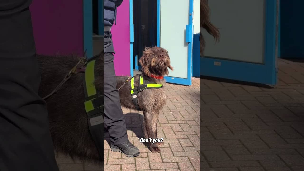 Information on how dogs like Herman keep you safe at TM  🙌 #premierleague #burnleyfc #football