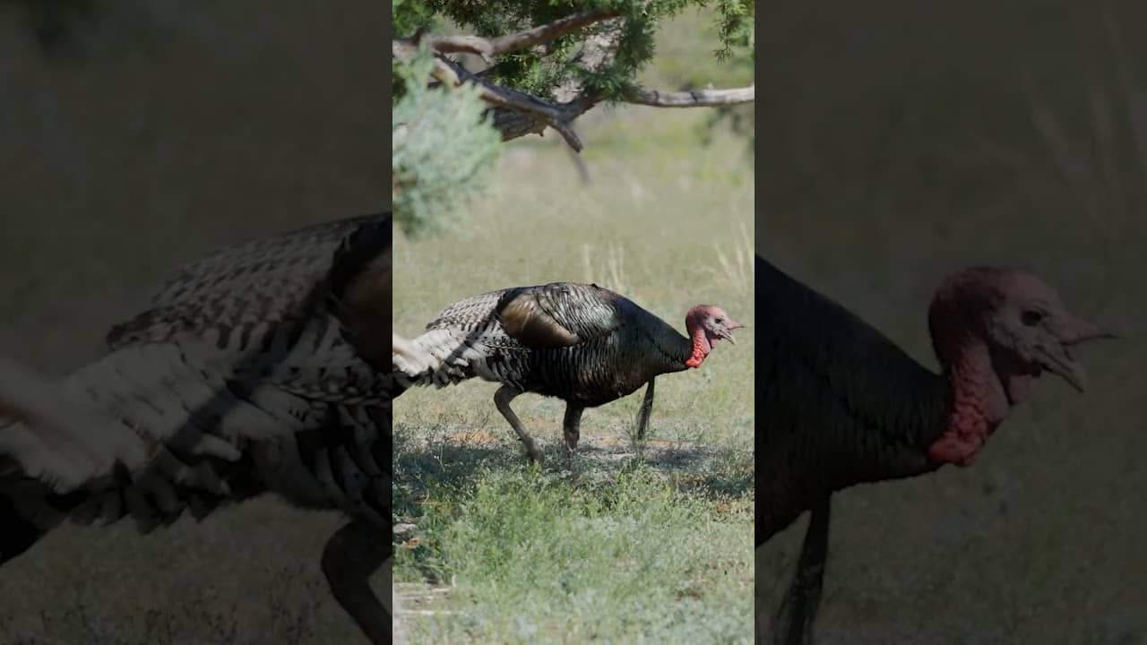 The turkey call that stays on you 365 days a year!