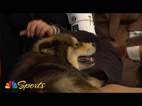 National Dog Show Purina Expert POV – Do dogs enjoy dog shows? | NBC Sports