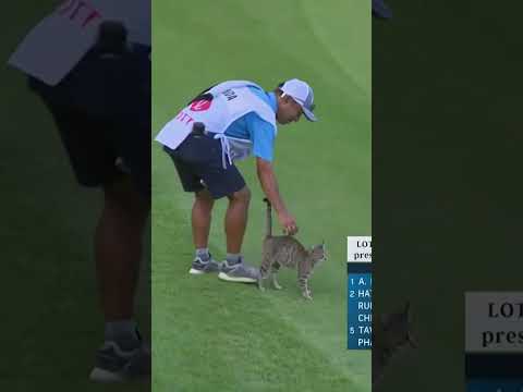 CAT ON THE COURSE ALERT 🐈🌴