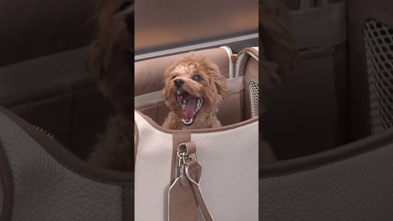 Your daily dose of cuteness from Roland-Garros. 🐶🥹🎾 #rolandgarros