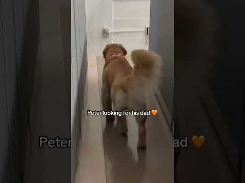 Peter knew right where to look 🥹