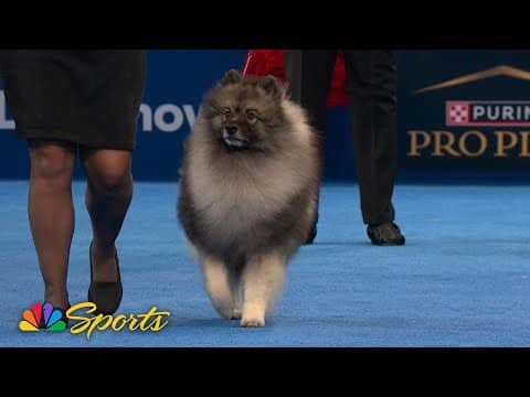 National Dog Show 2025: Non-Sporting Group (Full Judging) | NBC Sports