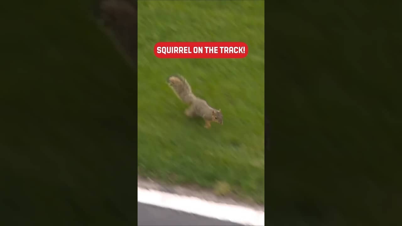 🐿️ on the run!