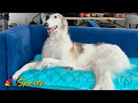The National Dog Show's bougie Borzoi | NBC Sports