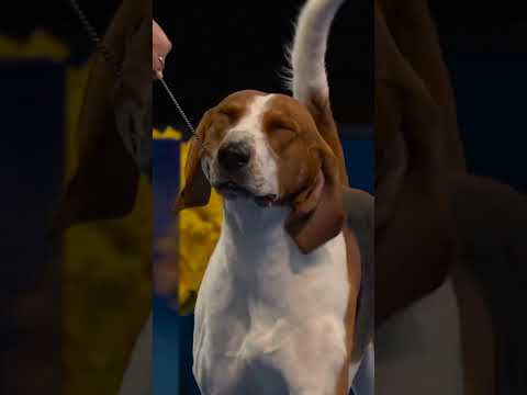 You ain't nothin' but a hound dog, winning all the time! 🥇