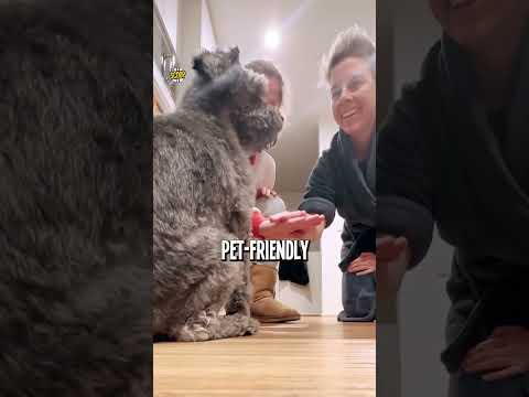 A puppy plan for travelling Aussies?