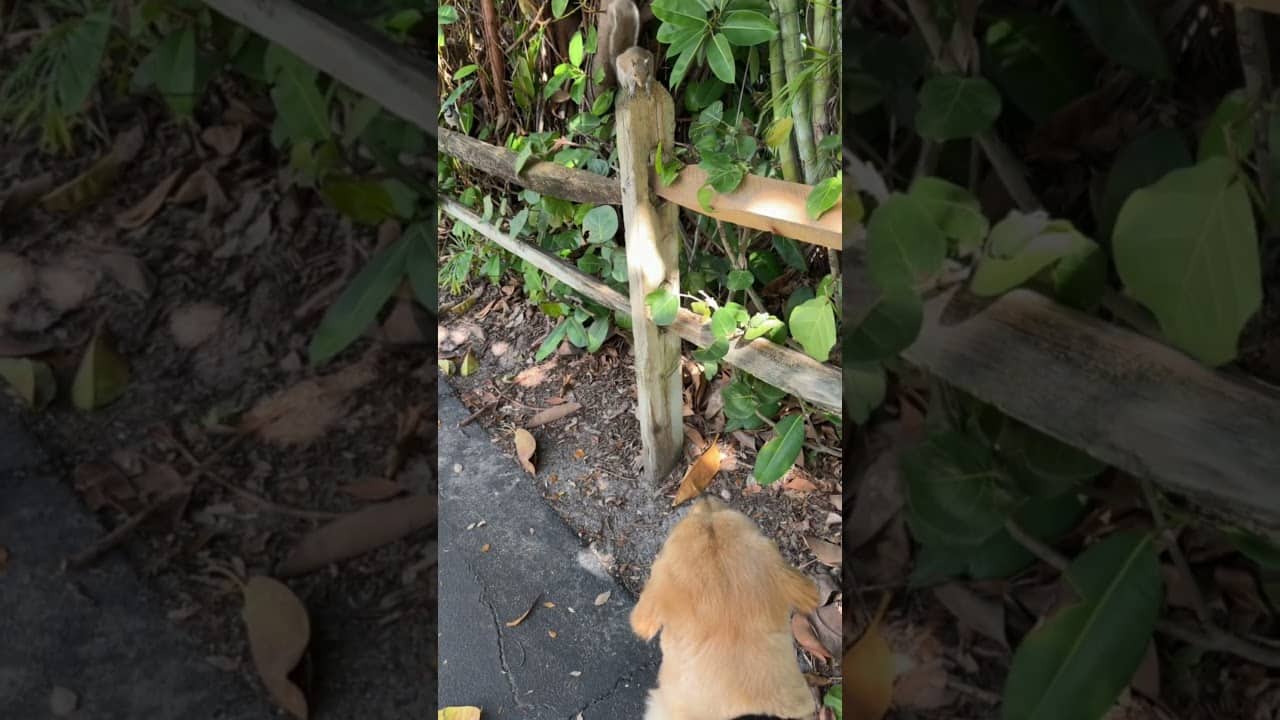 Peter is checking out the squirrels in Miami! 🐿️👀