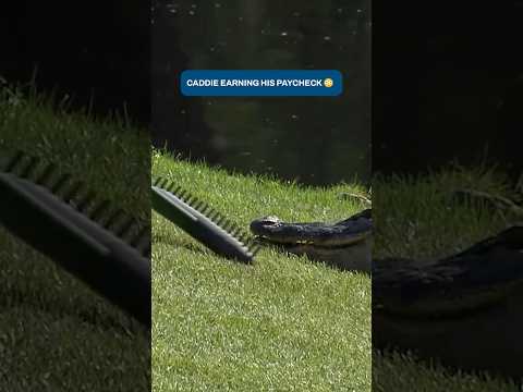 Showing NO FEAR on the golf course 🐊