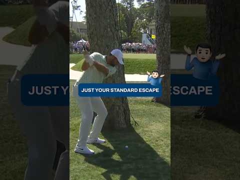 Scottie PERFECTION between the trees 🤯