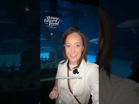 The Big Fish | DEVILS DOWNLOAD