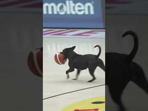 Most Valuable Pup reporting for duty 🐶👑 #AmeriCup