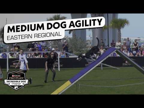 Incredible Dog Challenge 2026: Medium Dog Agility Competition Eastern Regional | NBC Sports